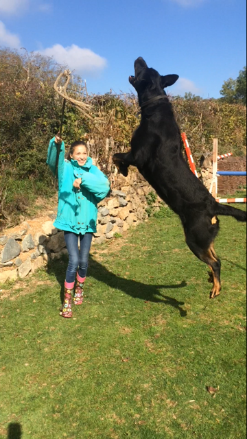 domainedelalicorne.fr Elevage de beauceron chiot beauceron pure race élevage du clos de la licorne elevage des gardiens de la licorne elevage beauceron noir et feu authentique gros gabarits élevage de Beauceron familial sérieux et qualité domainedelalicorne.fr suivi des chiots conseil d’éducation chiot propre bas rouge santé caractère spécialiste du beauceron noir et feu ou arlequin chien rustique berger de France  nos chiots sont élevés avec amour et attention notre passion au service de la qualité Beauceron de qualité et sportif domaine de la licorne 04380 BARRAS élevage en liberté éleveur berger de beauce élevage de beauceron de travail 